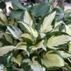 Hosta hybrid 'Fire and Ice' Funkia