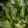 Hosta hybrid 'Fire and Ice' Funkia