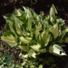 Hosta hybrid 'Fire and Ice' Funkia