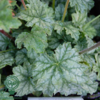 Heuchera hybrid 'Paris'® grønbl., Alunrod