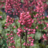 Heuchera hybrid 'Paris'® grønbl., Alunrod
