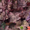 Heuchera hybrid 'Autumn Leaves'®, Alunrod