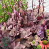 Heuchera hybrid 'Autumn Leaves'®, Alunrod