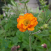 Geum hybrid 'Totally Tangerine', Nellikerod