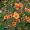 Geum hybrid 'Totally Tangerine', Nellikerod