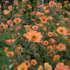 Geum hybrid 'Totally Tangerine', Nellikerod