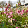 Lathyrus vernus 'Rosenelfe', Flerårig Ærteblomst
