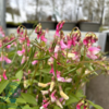 Lathyrus vernus 'Rosenelfe', Flerårig Ærteblomst
