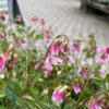 Lathyrus vernus 'Rosenelfe', Flerårig Ærteblomst