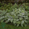 Stachys byzantina 'Big Ears', Lammeøre