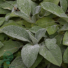 Stachys byzantina 'Big Ears', Lammeøre