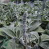Stachys byzantina 'Big Ears', Lammeøre