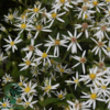 Aster divaricatus, Aster