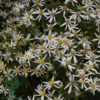 Aster divaricatus, Aster