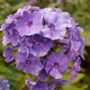 Phlox paniculata 'Blue Paradise', Høstfloks