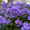 Phlox paniculata 'Blue Paradise', Høstfloks