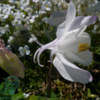 Aquilegia caerulea 'Kristall', Akeleje