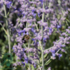 Perovskia atriplicifolia 'Little Spire'®, Sølvperovskia