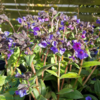 Pulmonaria hybrid 'Blue Ensign', Lungeurt