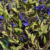 Pulmonaria hybrid 'Blue Ensign', Lungeurt
