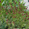 Sanguisorba variegata-hybrid 'Little Angel'®, Kvæsurt