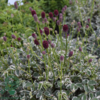 Sanguisorba variegata-hybrid 'Little Angel'®, Kvæsurt
