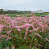 Persicaria amplexicaulis 'Pink Elephant', Kertepileurt