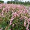 Persicaria amplexicaulis 'Pink Elephant', Kertepileurt
