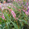 Persicaria amplexicaulis 'Pink Elephant', Kertepileurt