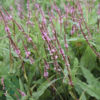 Persicaria amplexicaulis 'Pink Elephant', Kertepileurt