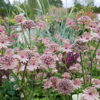 Astrantia major 'Roma'®, Stjerneskærm 2 ltr.