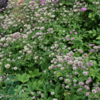 Astrantia major 'Roma'®, Stjerneskærm 2 ltr.