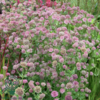 Astrantia major 'Roma'®, Stjerneskærm 2 ltr.