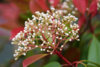 Photinia fra. ‘Magical Vulcano’