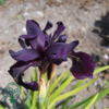Iris chrysographes 'Black Form', Iris