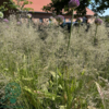 Deschampsia cespitosa 'Goldtau', Mosebunke