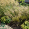 Deschampsia cespitosa 'Goldtau', Mosebunke