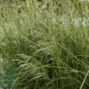 Deschampsia cespitosa 'Goldtau', Mosebunke