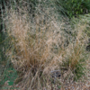 Deschampsia cespitosa 'Bronzeschleier', Mosebunke