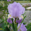 iris germanica 'Susan Bliss', Iris