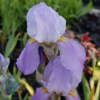 iris germanica 'Susan Bliss', Iris