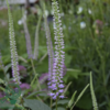 Veronicastrum virginicum 'Lavendelturm', Virginsk ærenpris