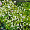 Thalictrum delavayi 'Splendide White'®, Violfrøstjerne
