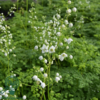 Thalictrum delavayi 'Splendide White'®, Violfrøstjerne
