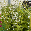 Thalictrum delavayi 'Splendide White'®, Violfrøstjerne