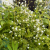 Thalictrum delavayi 'Splendide White'®, Violfrøstjerne