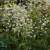 Thalictrum delavayi 'Splendide White'®, Violfrøstjerne
