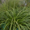 Carex morrowii 'Irish Green', star