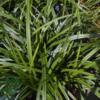 Carex morrowii 'Irish Green', star