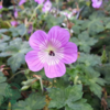 Geranium hybrid 'Sylvia's Surprise'®, Storkenæb